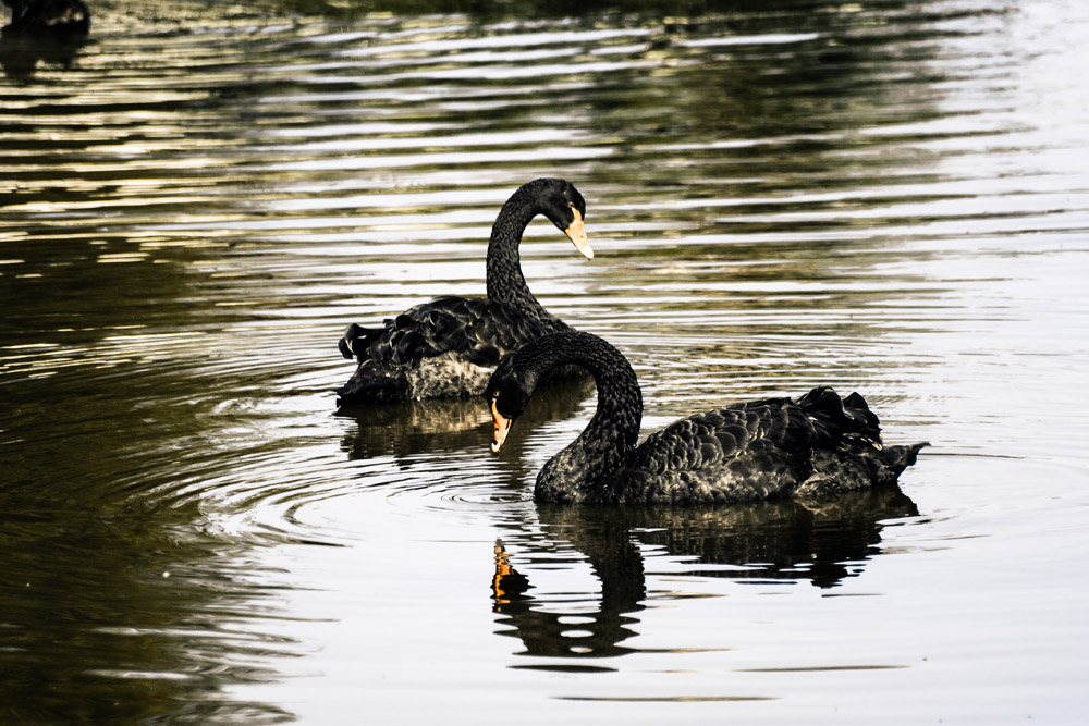 black swan