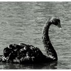 -BLACK SWAN-