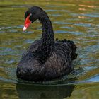 > BLACK SWAN <