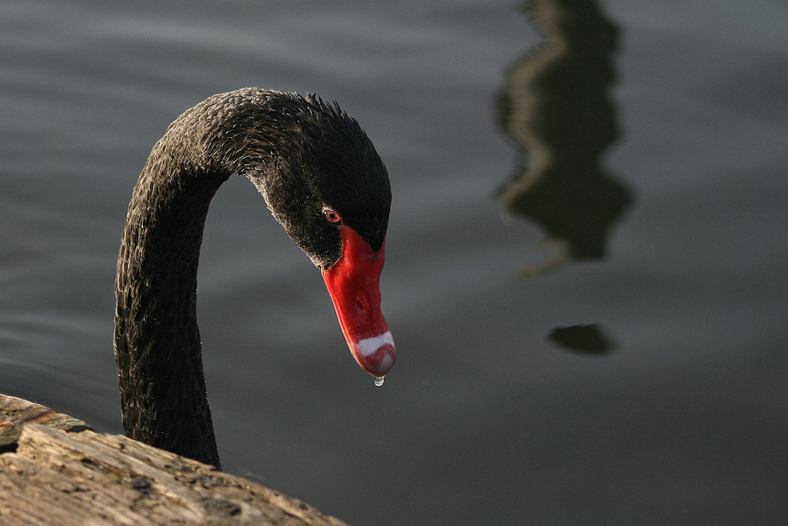 black swan