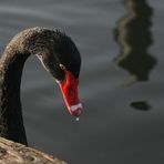 black swan