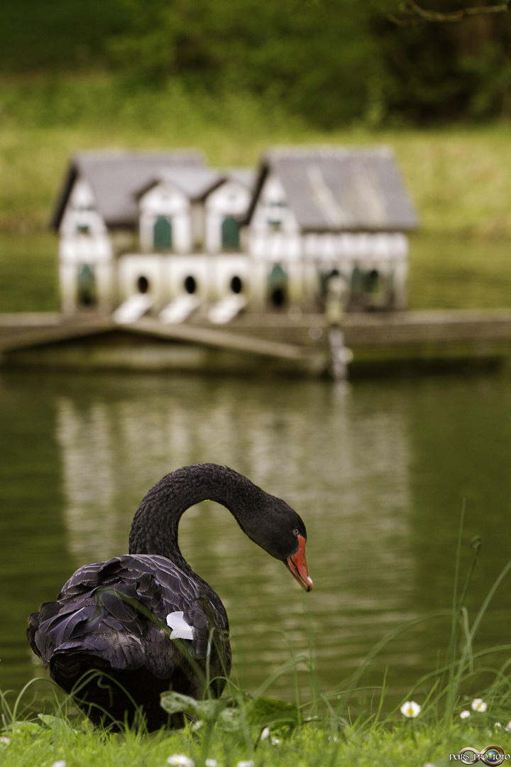 Black Swan