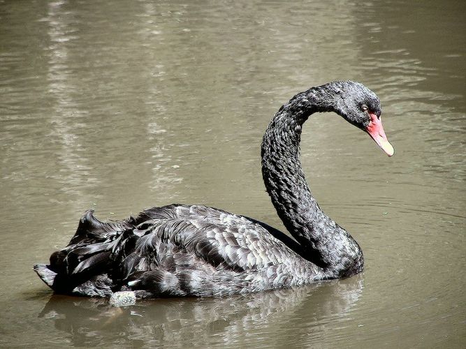 Black Swan