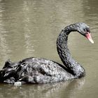 Black Swan