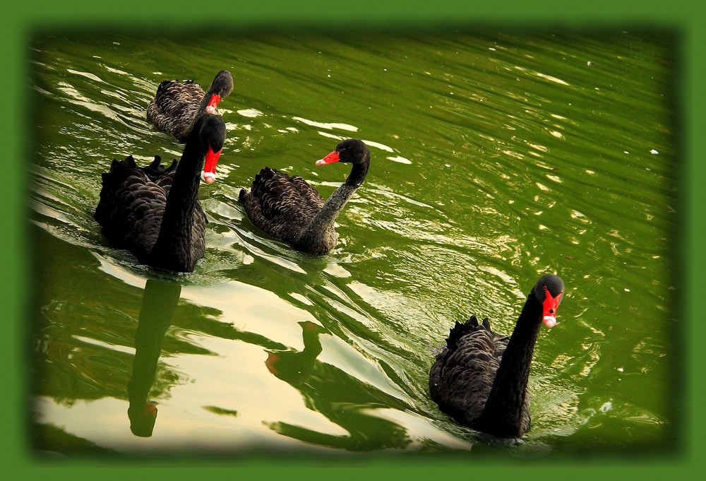 Black swan family