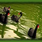 Black swan family