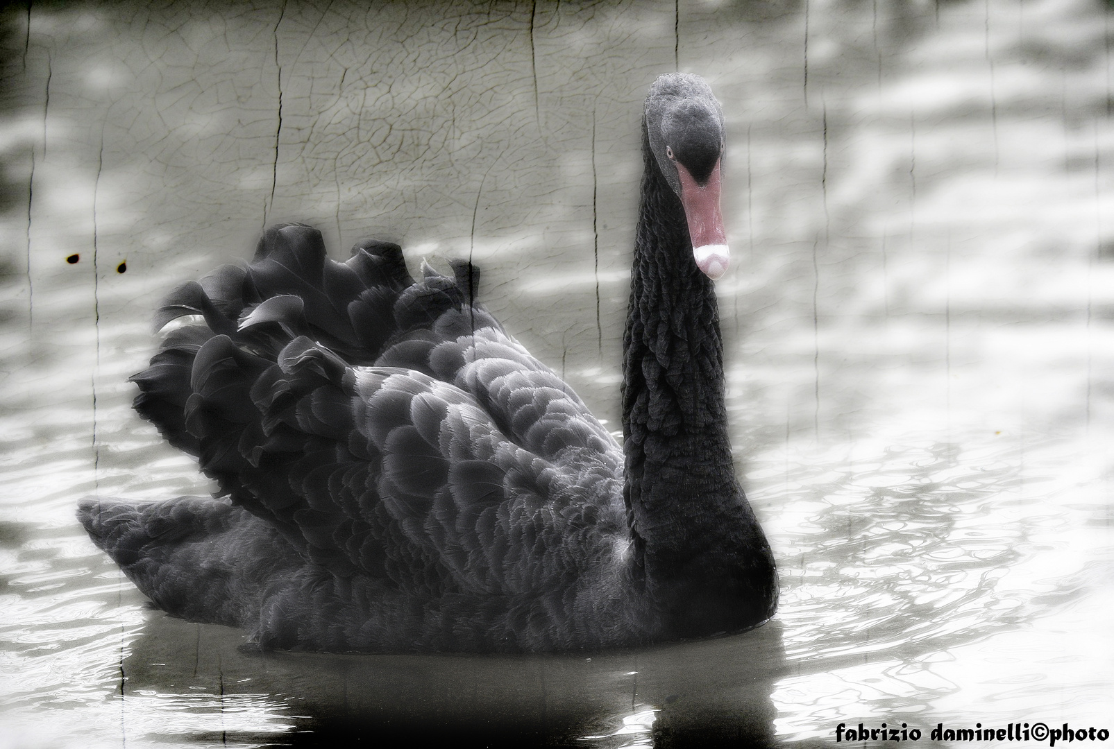 black Swan