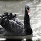 black Swan