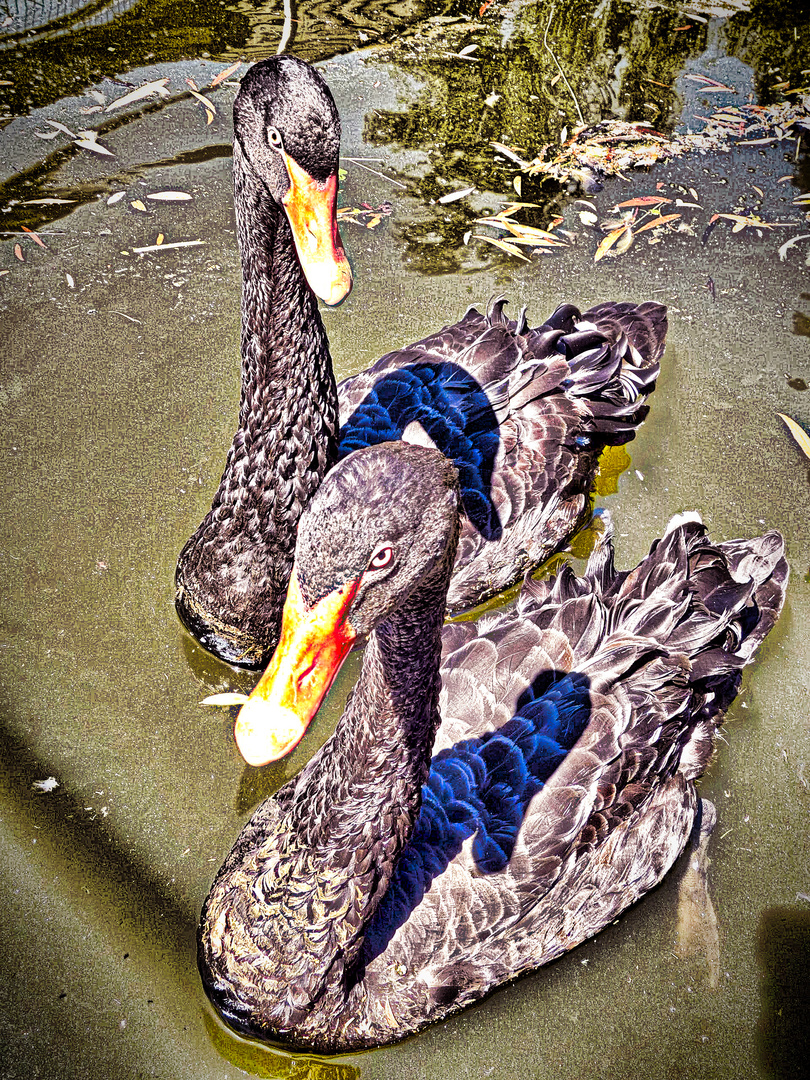 black swan (HDR)