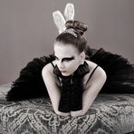 black swan I