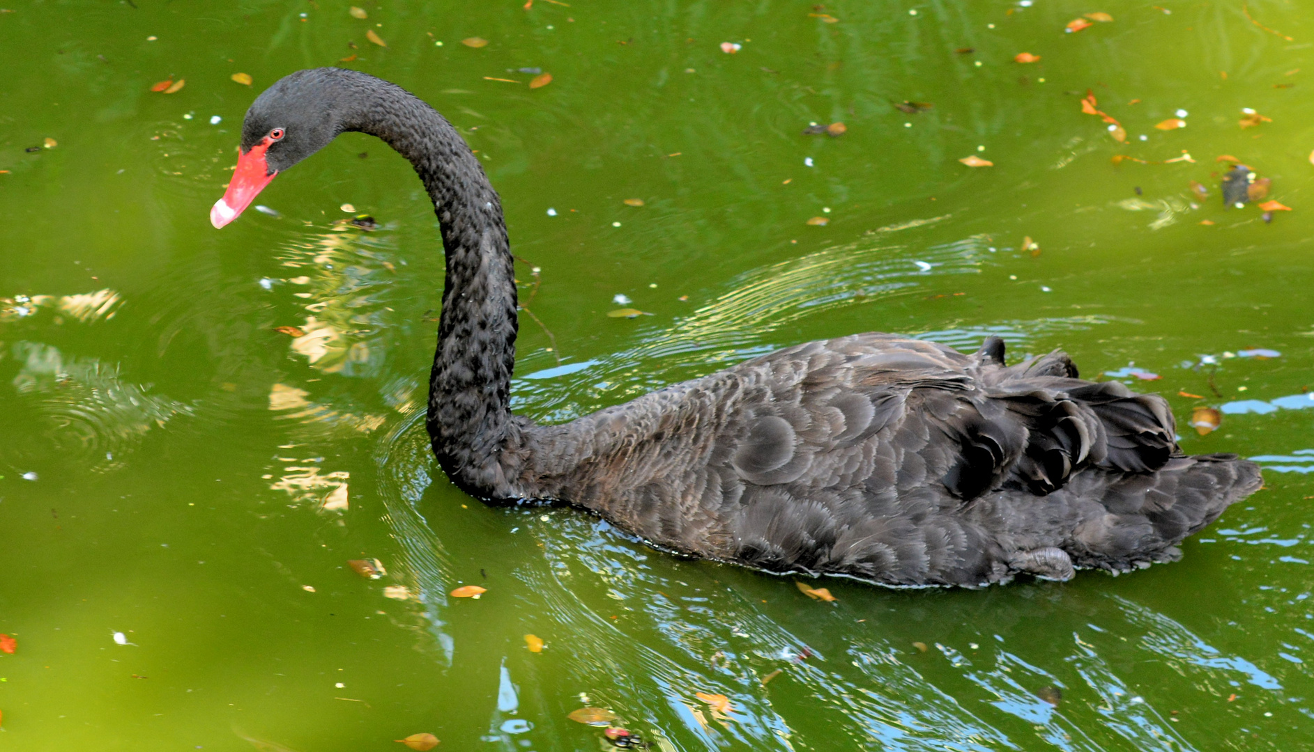 Black swan in Christmas-like decor