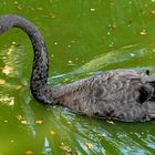 Black swan in Christmas-like decor