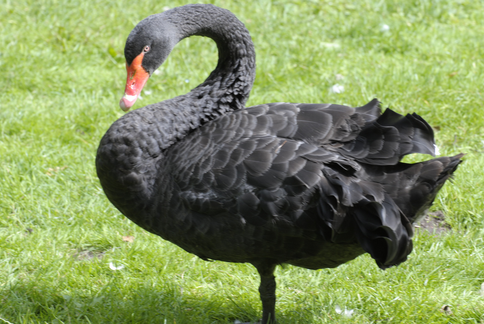 Black Swan in Grömitz