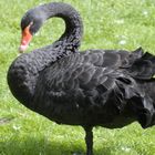 Black Swan in Grömitz