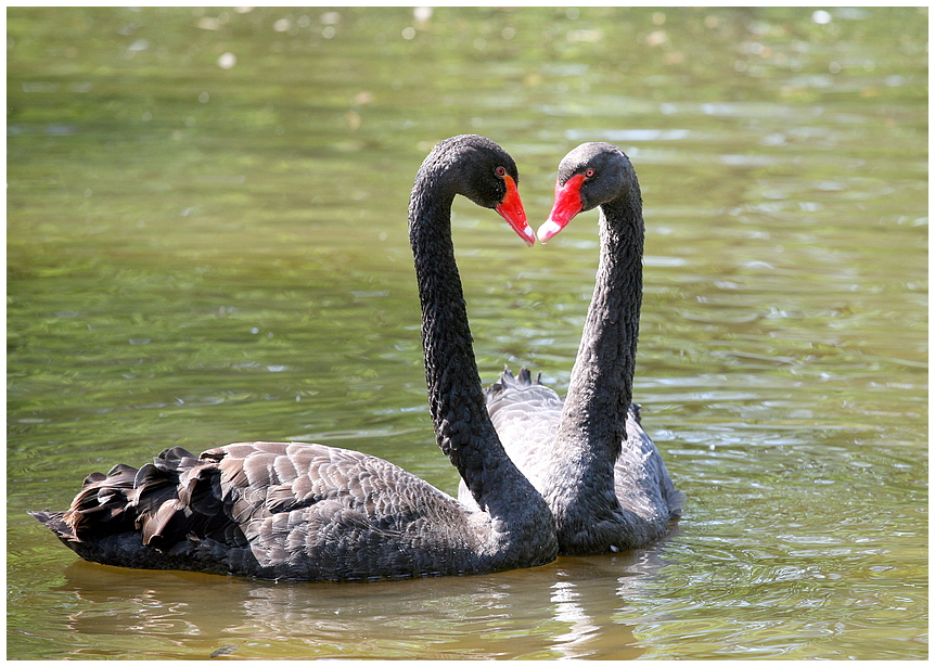 Black Swan in "Love"