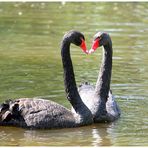 Black Swan in "Love"