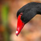 Black Swan portrait