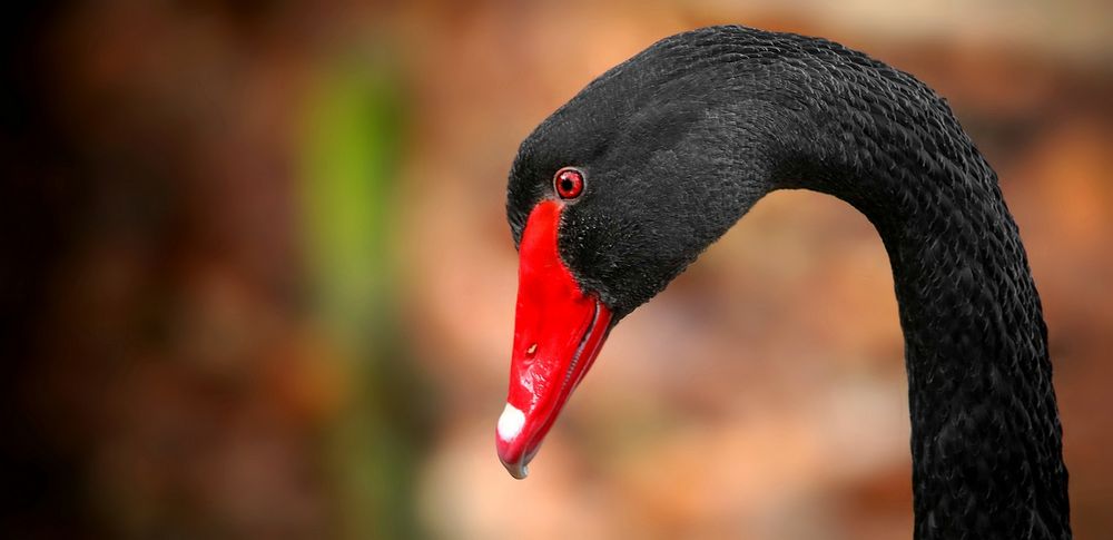 Black Swan portrait