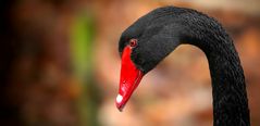 Black Swan portrait