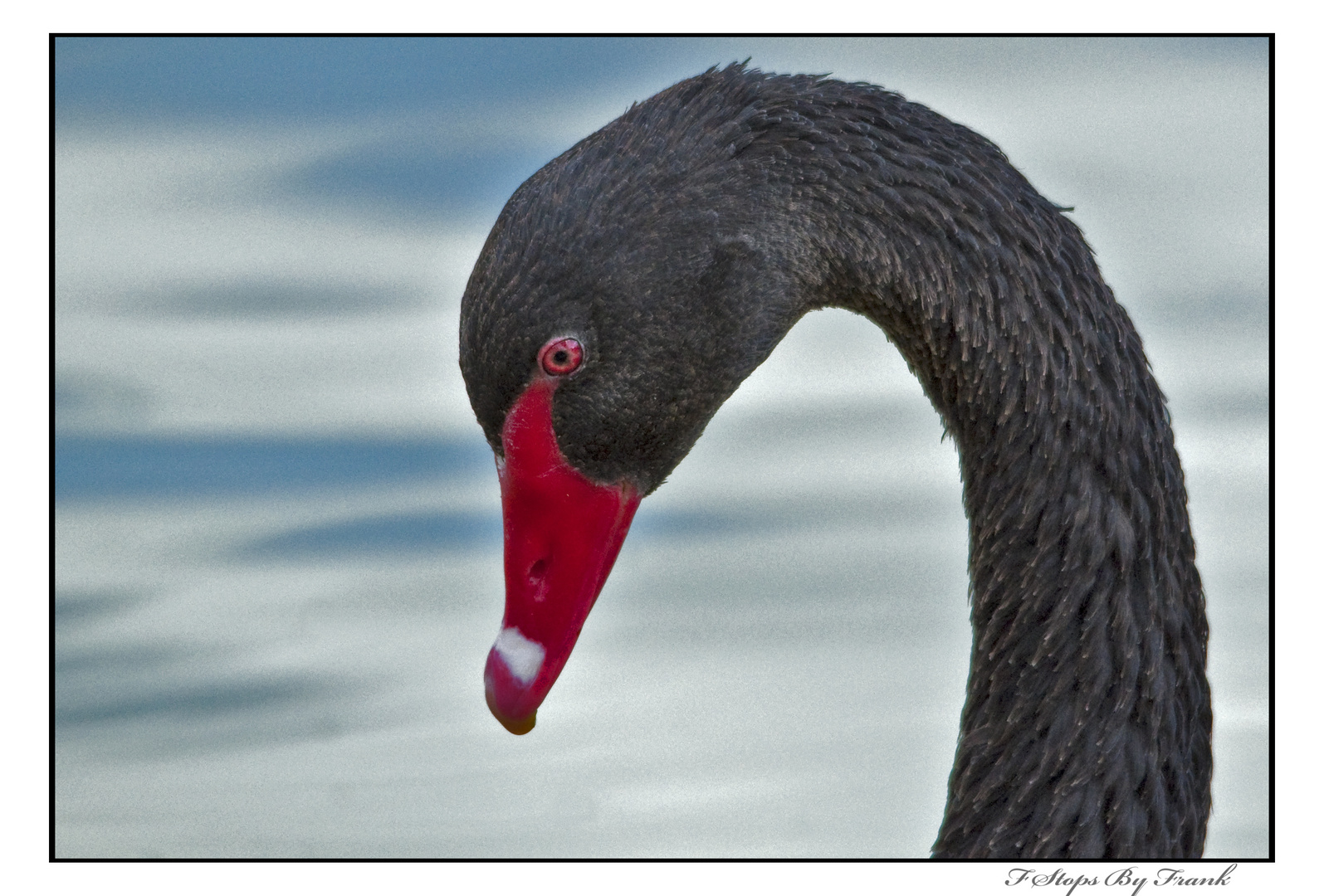 Black Swan Portrait