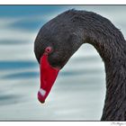 Black Swan Portrait