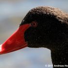 black swan / Trauerschwan