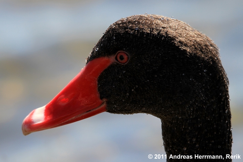 black swan / Trauerschwan