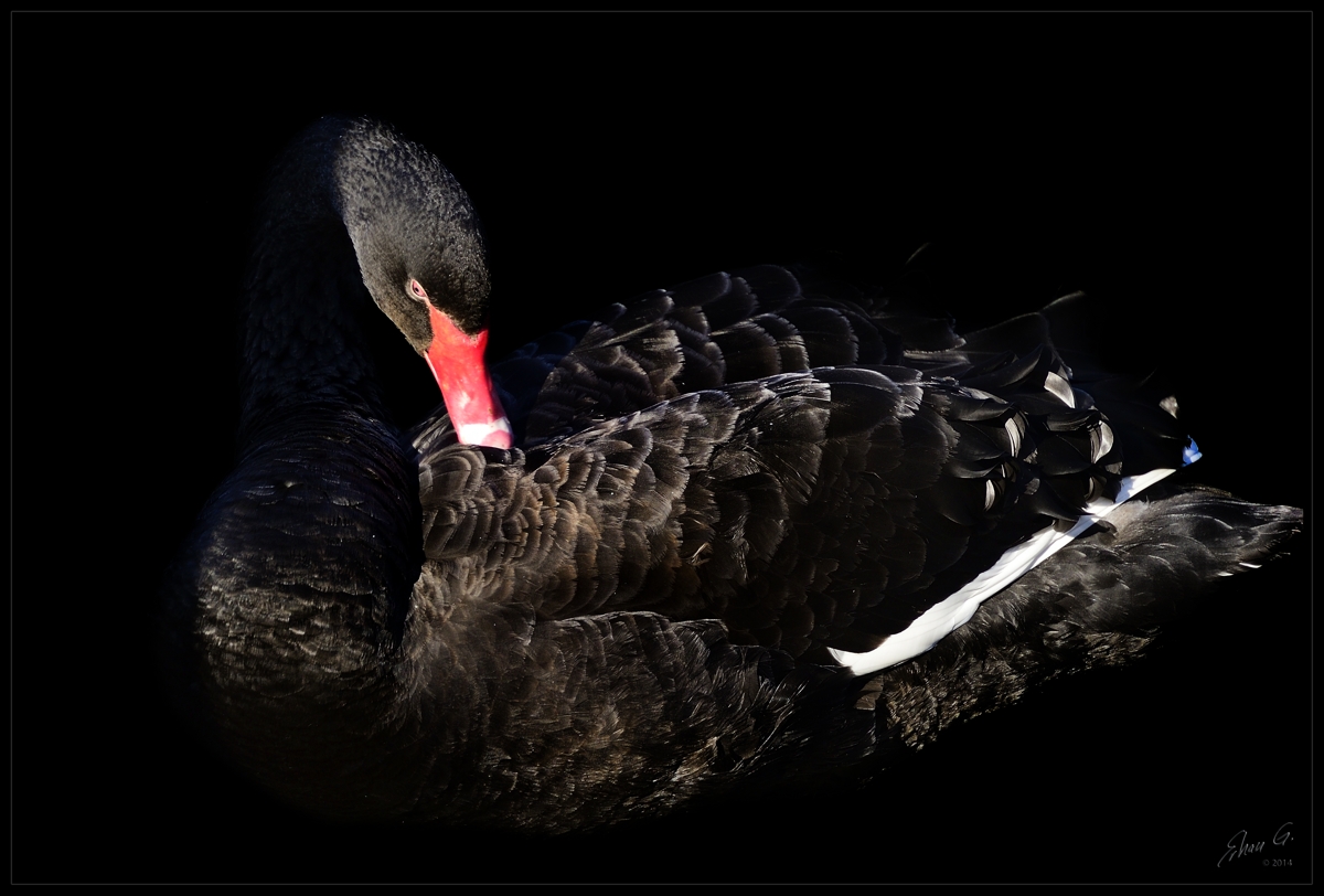 Black Swan_3S45372