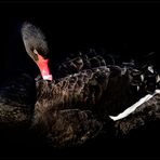 Black Swan_3S45372