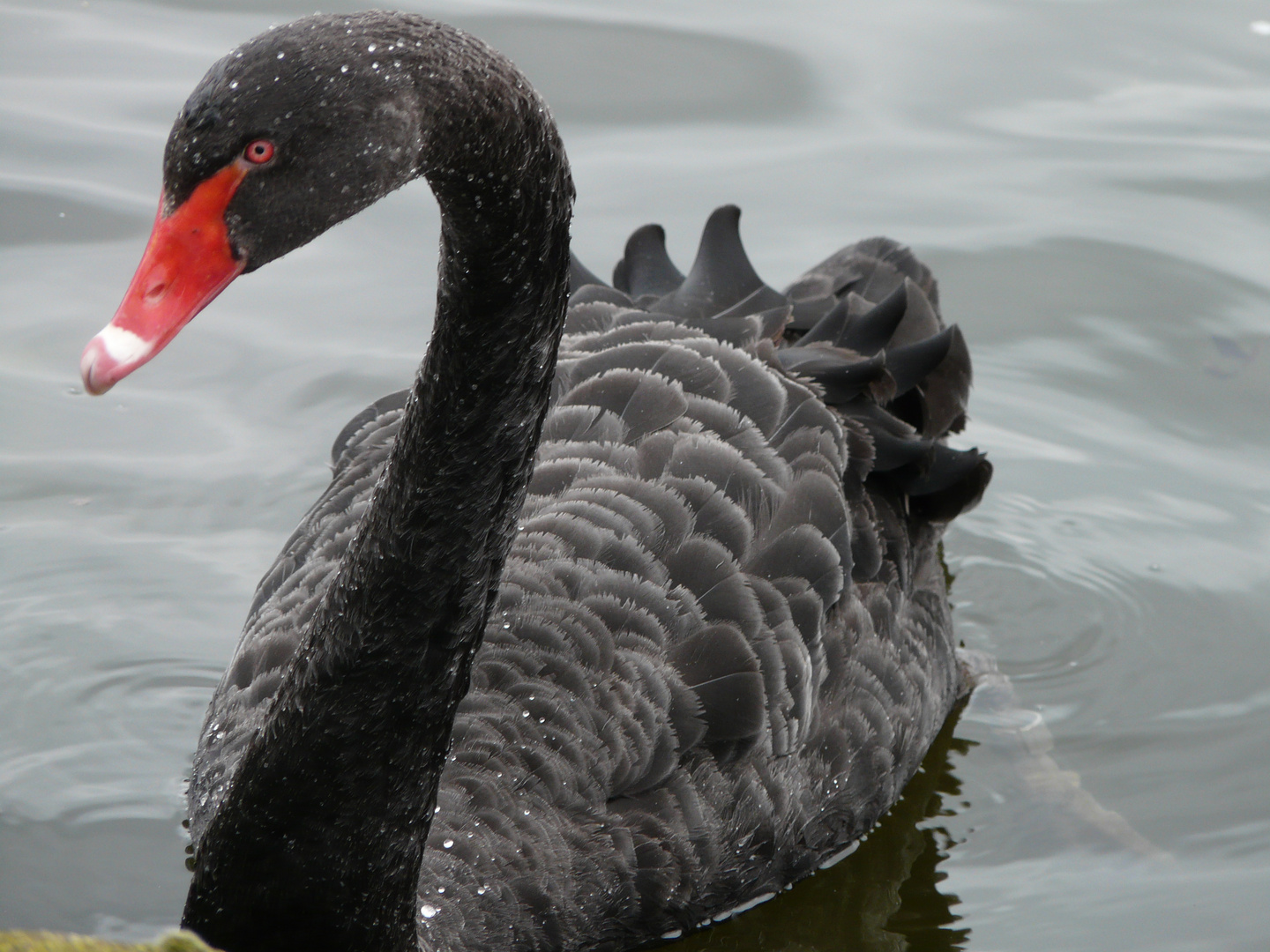 black Swan.......Morgentoilette.... wunderschön.....