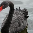 black Swan.......Morgentoilette.... wunderschön.....