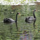 Black Swans