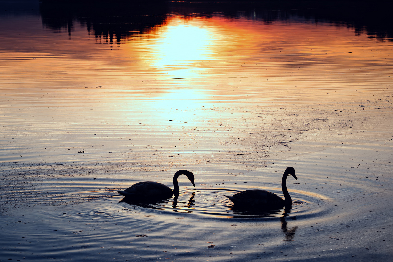 Black Swans. 