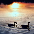 Black Swans. 