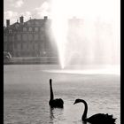 Black Swans