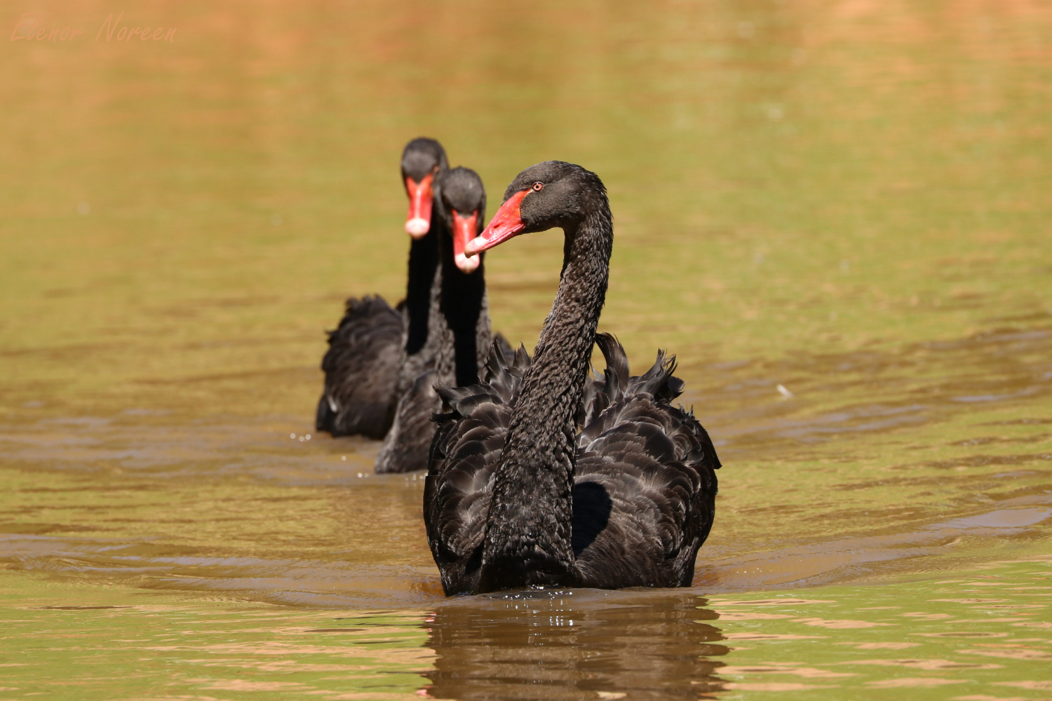 Black Swans