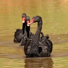 Black Swans