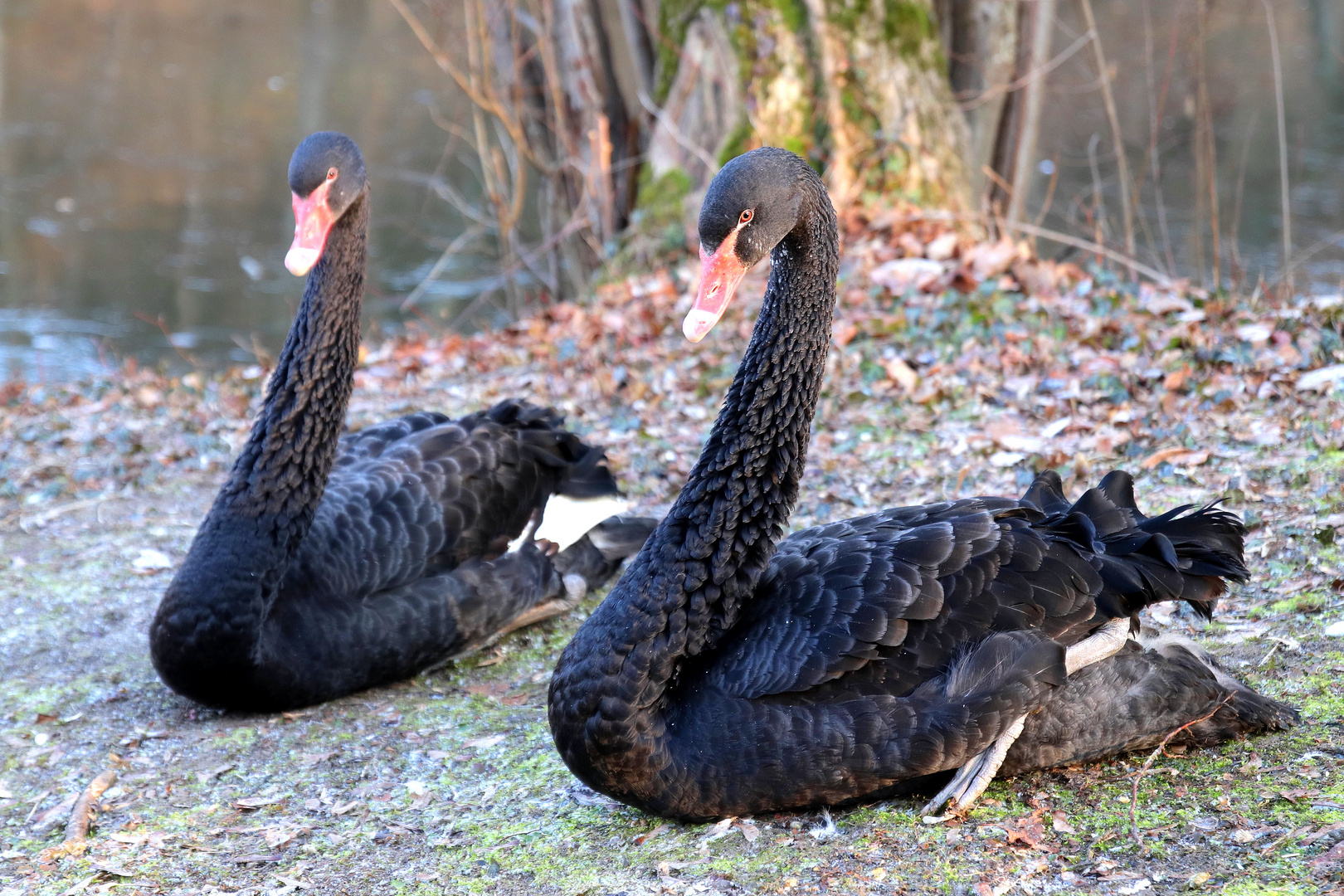 Black Swans