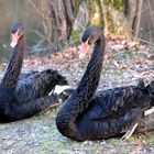 Black Swans