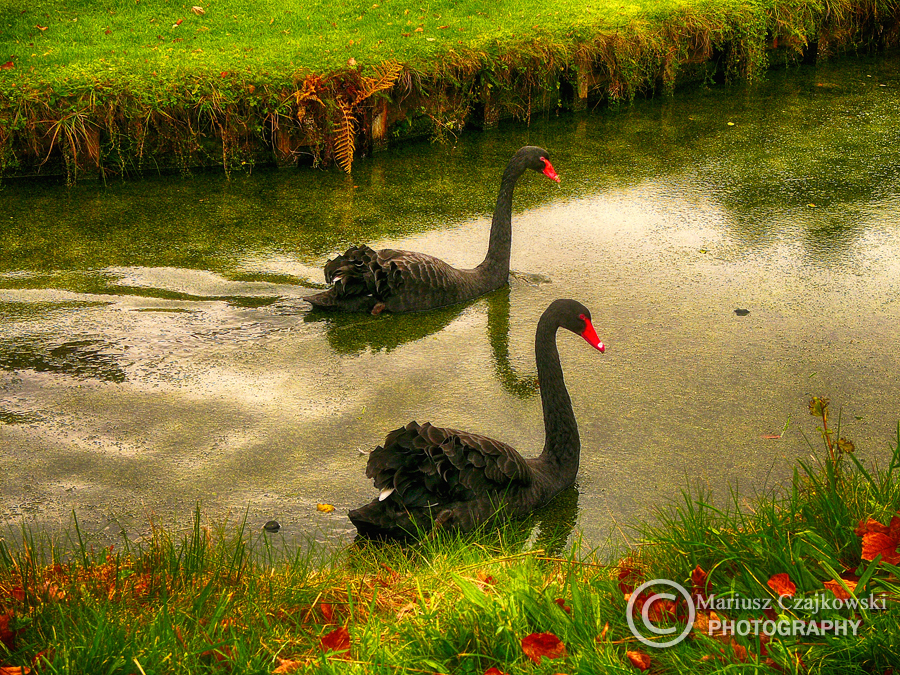 Black Swans