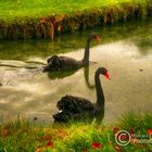 Black Swans