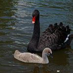 Black Swan´s Baby