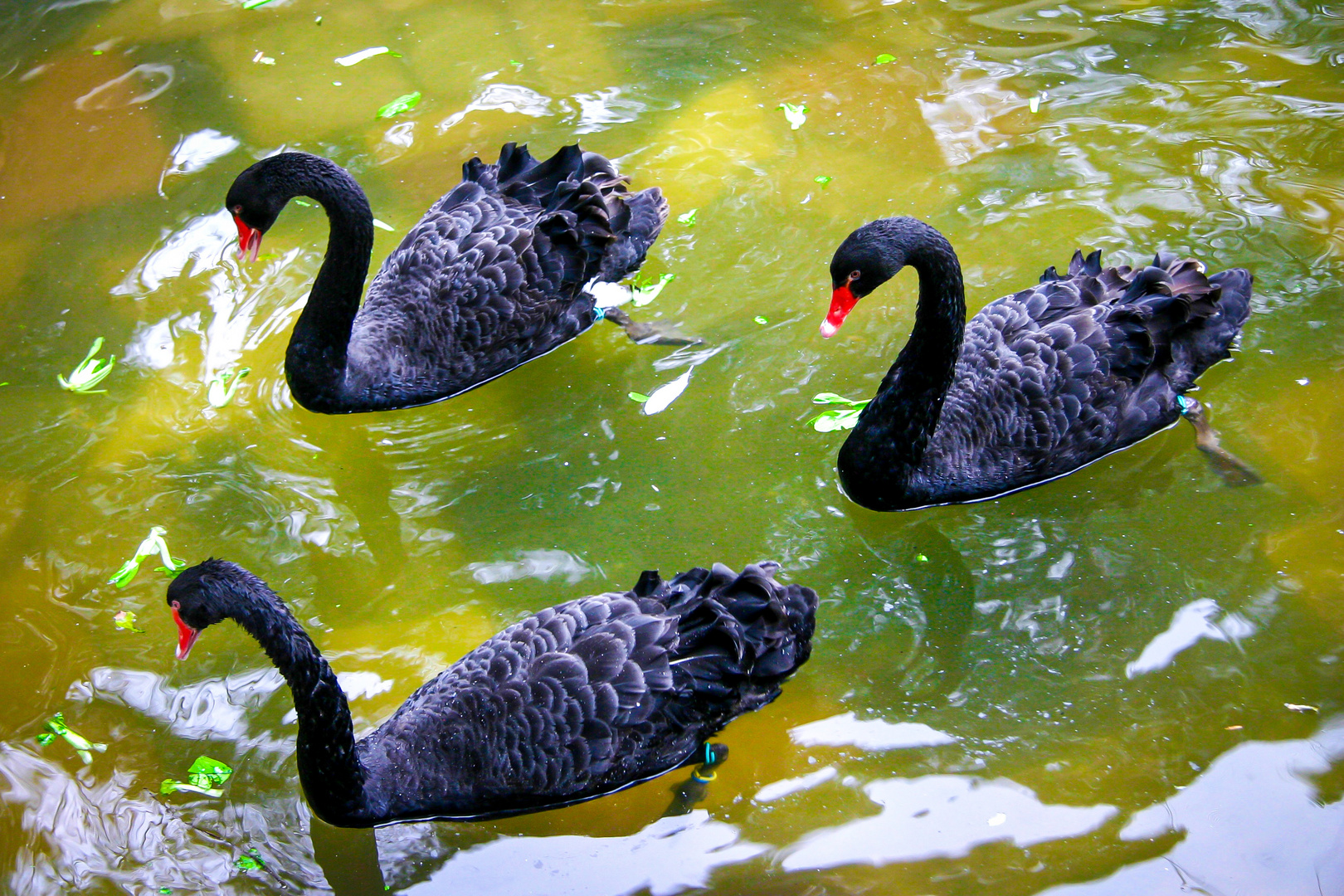 Black Swans