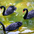 Black Swans