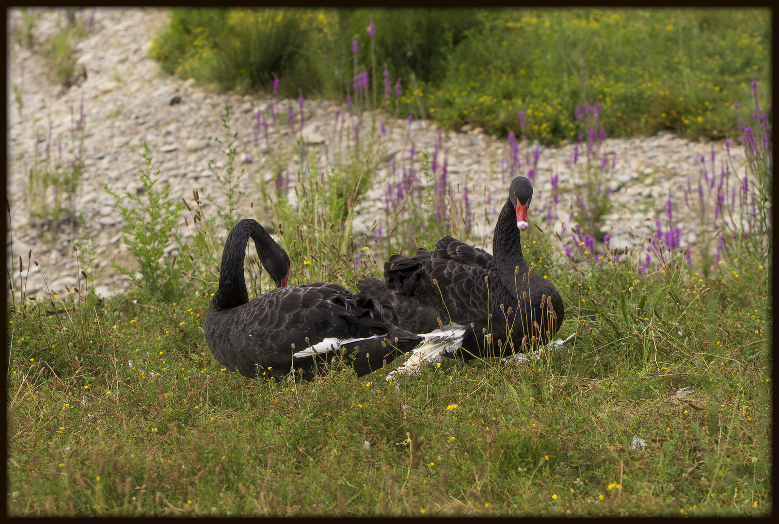 black swans - Unverhofft kommt oft