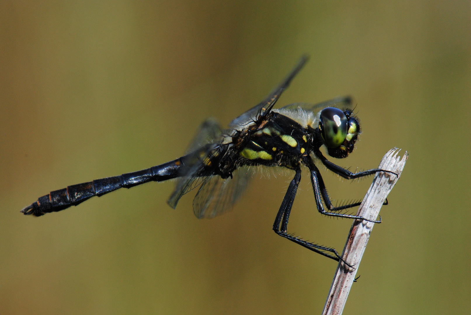 ~ Black ~ (Sympetrum danae, m)