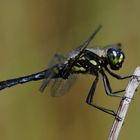 ~ Black ~ (Sympetrum danae, m)