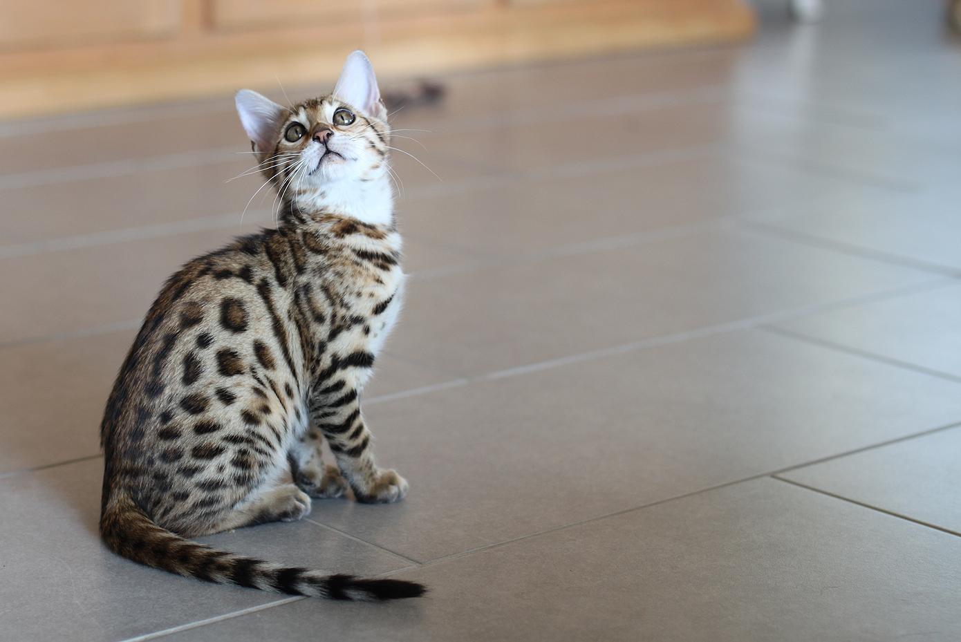Black Tabby Spotted Bengal Kitten Foto & Bild tiere, haustiere