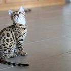 Black Tabby Spotted Bengal Kitten