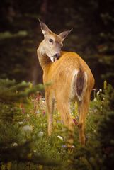 Black-Tailed-Deer